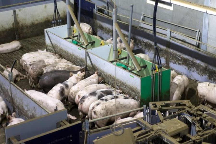 Handel mit Fütterungsanlagen für Schweine und Ferkel